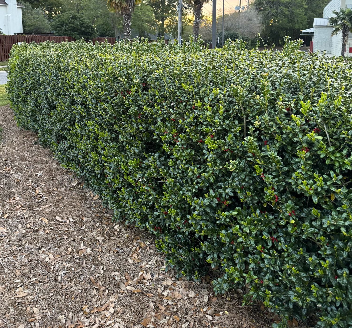 Expert Gardener Dwarf Burford Holly (2.5 Gallon) Compact Evergreen Shrub with Glossy Green Foliage - Full Sun Plant