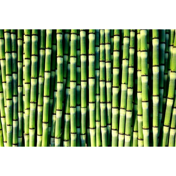 10 Horsetail Plant Cuttings to Grow - Equisetum Cuttings - Great Aquatic Feature