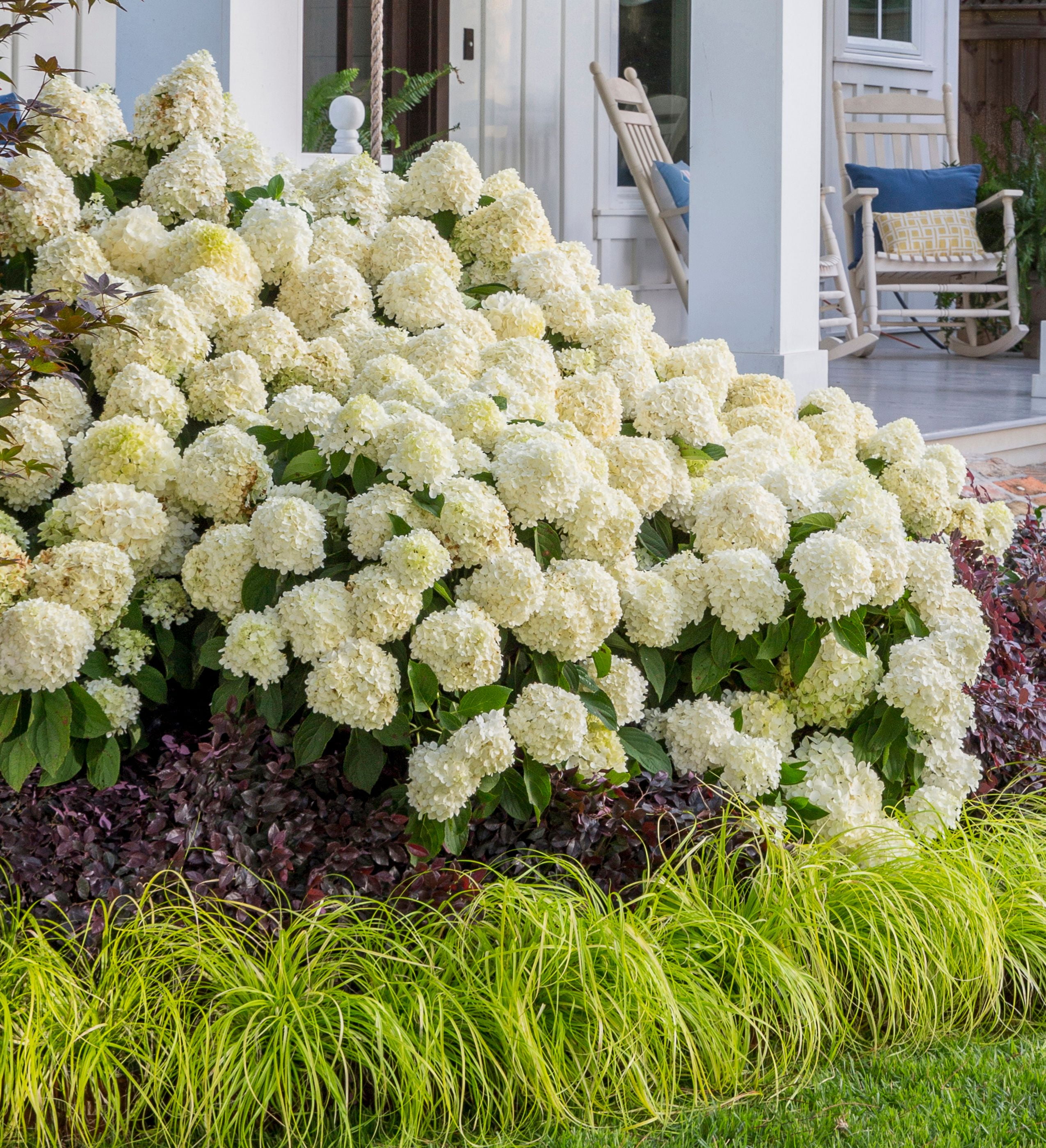 Southern Living Moon Dance Paniculata Hydrangea Live Shrub in 2-Gallon Grower Pot