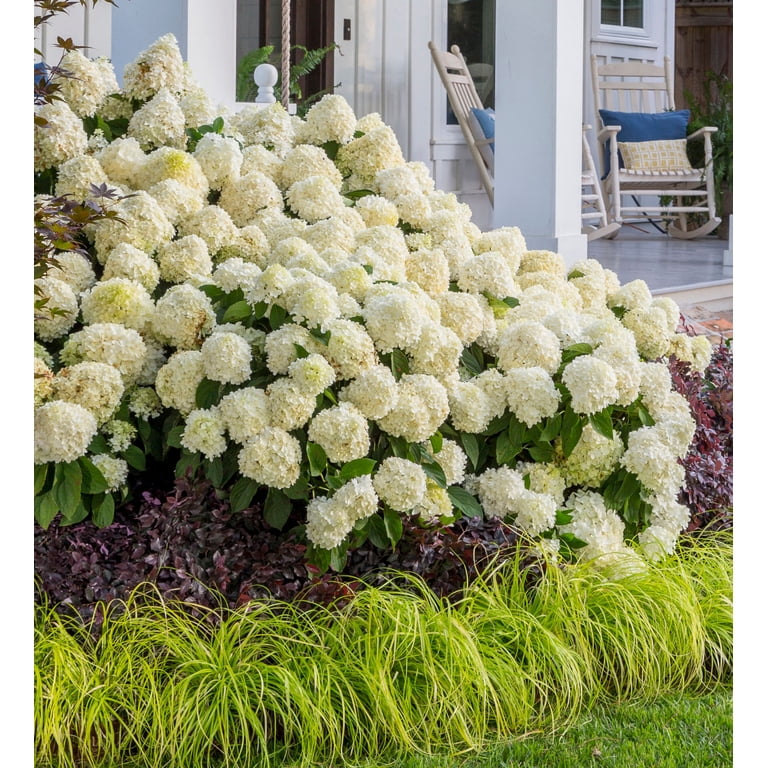 Southern Living Hydrangea White Weddi...