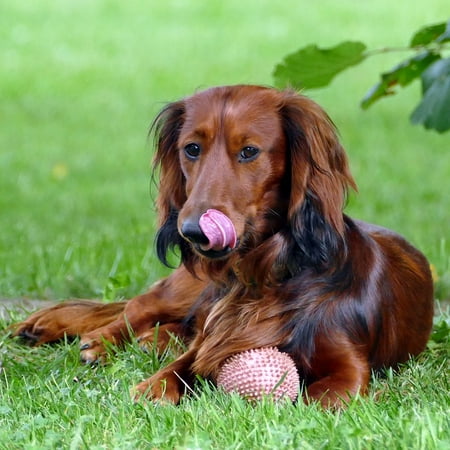 Long Haired Dachshunds LAMINATED POSTER Dachshund Long Hair Dachshund Ball Dachshund Dog Poster Print 24 x 36 ()