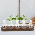 thumbnail image 4 of AURARMLET 5 Vases Glass Terrarium Bowl Perfect for Home and Office Use in Simple Beauty, 4 of 8