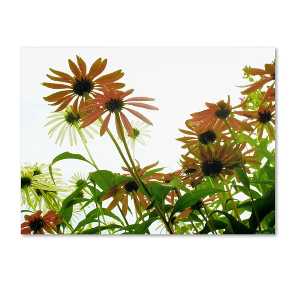 Trademark Fine Art "Orange Coneflowers" Canvas Art by Kathie McCurdy
