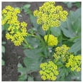 thumbnail image 2 of Everwilde Farms - 1/4 lb Heart Leaf Golden Alexanders Native Wildflower Seeds - Gold Vault Bulk Seed Packet, 2 of 3