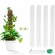thumbnail image 3 of Naiovety La planta en conserva interior del ABS pega la ayuda única para el musgo fácil poste del crecimiento para las plantas Jardín y Patio Juego de 6 piezas, 3 of 6