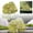 Camouflage-3, variant on 11x10 Inch Artificial Rock Natural Texture Lightweight - Realistic Sandstone Landscape PU Foam Boulder, Outdoor Rock for Lawns Gardens & Yard Decor