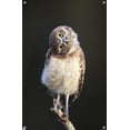 thumbnail image 4 of Curious Burrowing Owlet Wall Poster with Push Pins, 14.725" x 22.375", 4 of 6