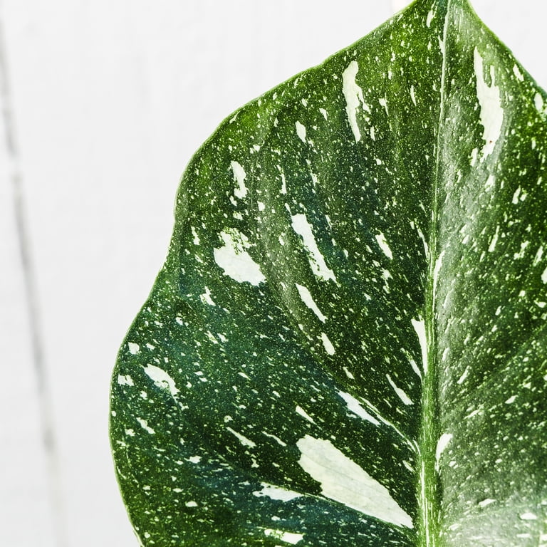 philodendron verrucosum rojo Philodendron verrucosum Fantasy – Plantamani Plants main image 0