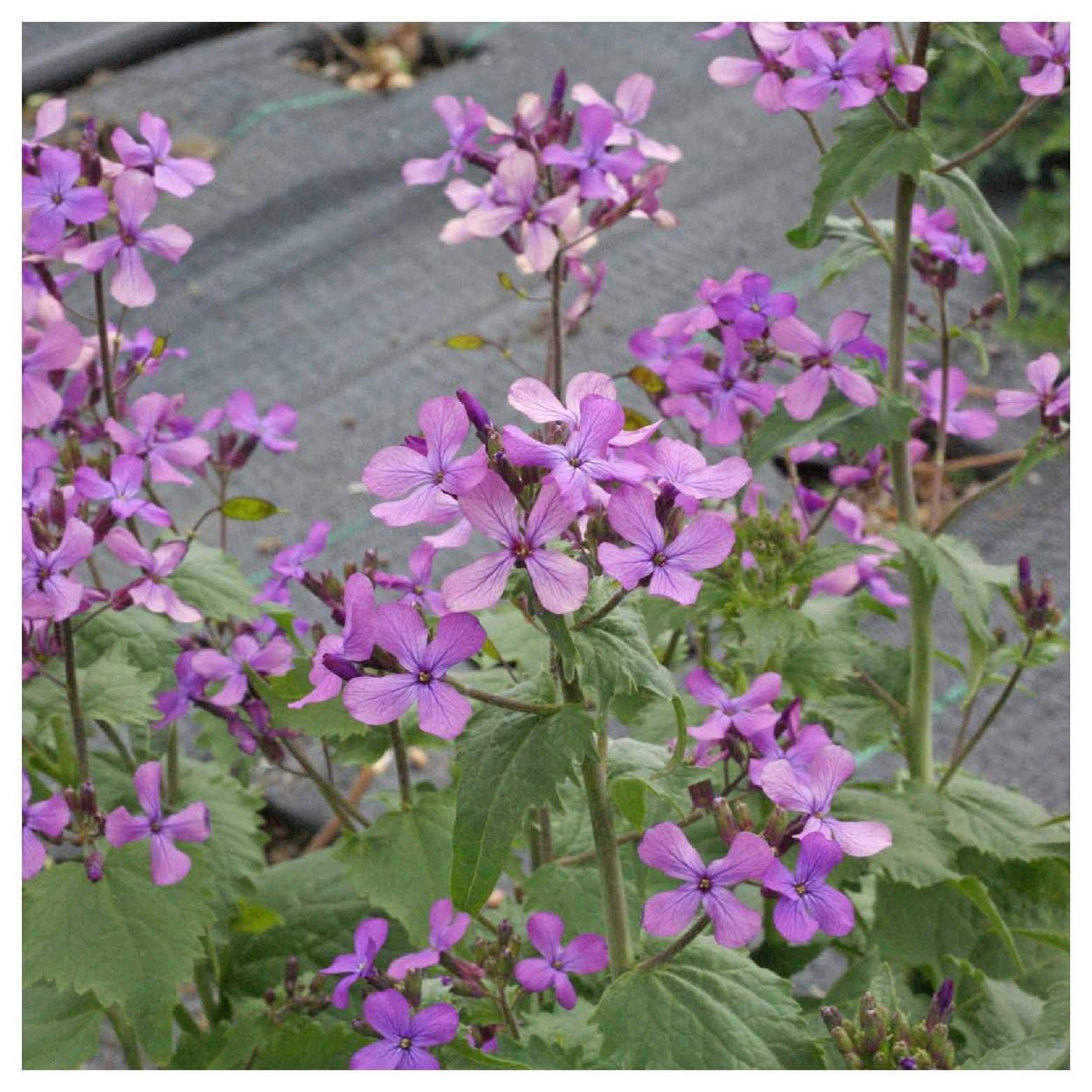 Everwilde Farms - 1 lb Money Plant Garden Flower Seeds - Gold Vault Bulk Seed Packet