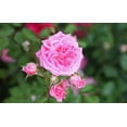 thumbnail image 3 of 1 Gal. Sweet Drift Rose - Bubblegum Pink Flowers, 3 of 8