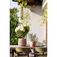 thumbnail image 4 of Better Homes & Gardens 1.5gal Sugar Rush Hydrangea Live Shrub Plant Sun 1-Pack, 4 of 8