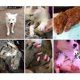 thumbnail image 2 of 40 Uds. Tapas suaves para uñas de perros y gatos, Protector de garras para mascotas, cubierta para uñas con aplicador de pegamento gratis, 2 of 5