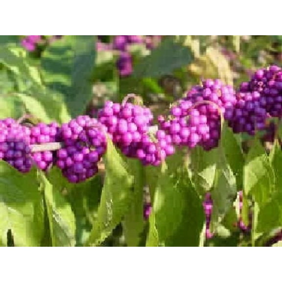 American Beauty Berry - Callicarpa americana - 25 seeds - beautyberry