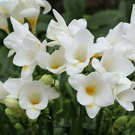 

Freesia Bulbs Autumn Planting Indoor Decoration Outdoor Garden Pot Planting