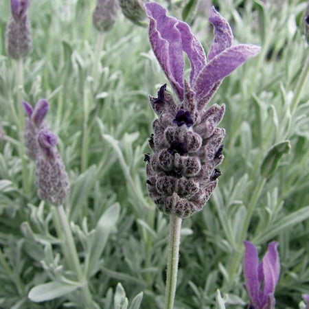 Silver Anouk Spanish Lavender Herb - Indoors/Out - Very Hardy - 4