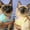 Blue, variant on Cheers.US Cats Recovery Suit Super Soft Wear Resistant Cotton Cat Surgical Recovery Suit Pet Apparel,Breathable, Eye-catching, Soft for Cat, Kitty and other Small Animals