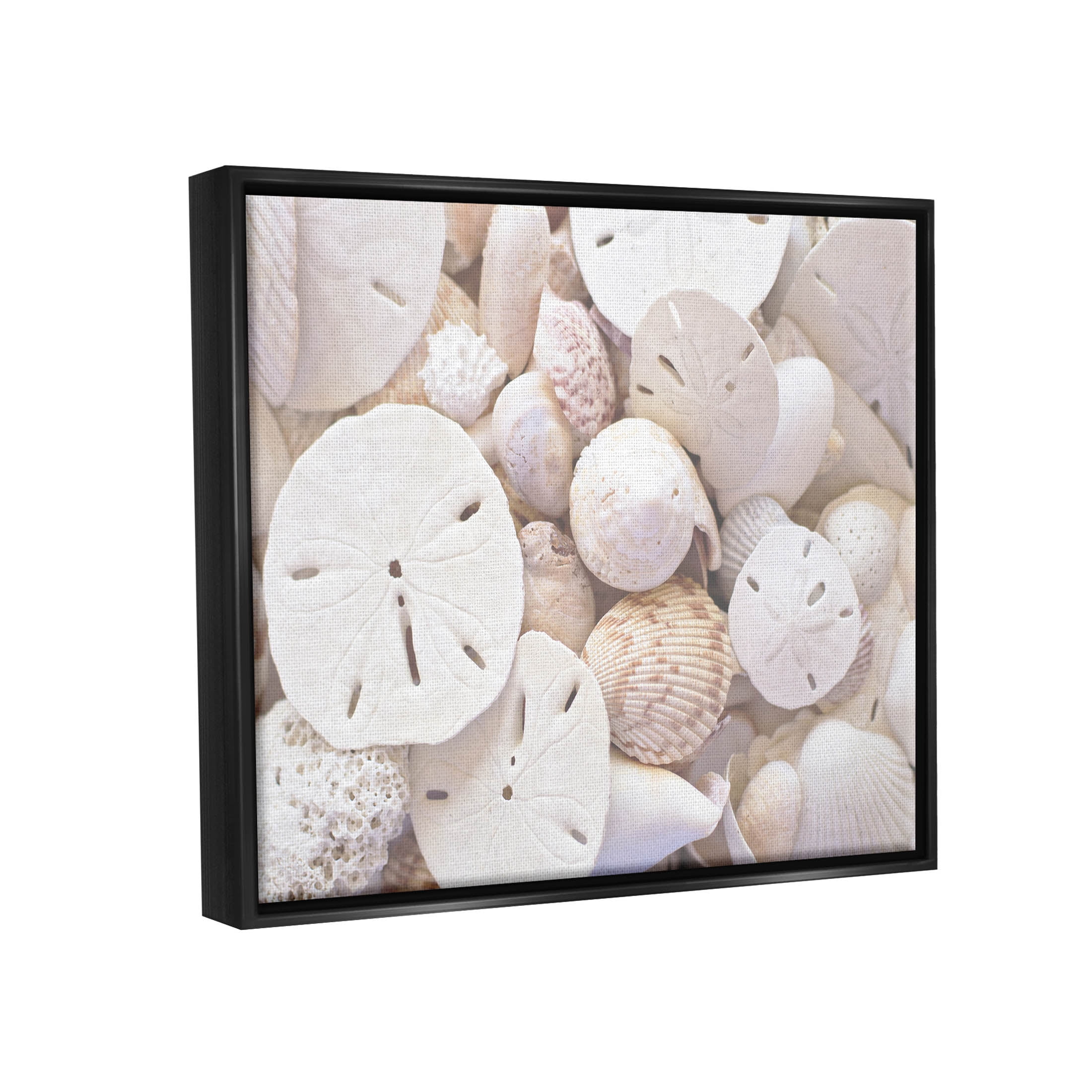 White Mixed Sand Dollar Shells Coastal Photograph Jet Black Framed Art Print Wall Art