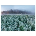 thumbnail image 2 of Champ de Chanvre Frozen en Automne Matin - Impression sur Toile, 2 of 3