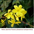 thumbnail image 4 of Jasmine Absolute Essential Oil 5 ml (1/6 fl oz) - 100% Pure and Natural by Silky Scents, 4 of 6