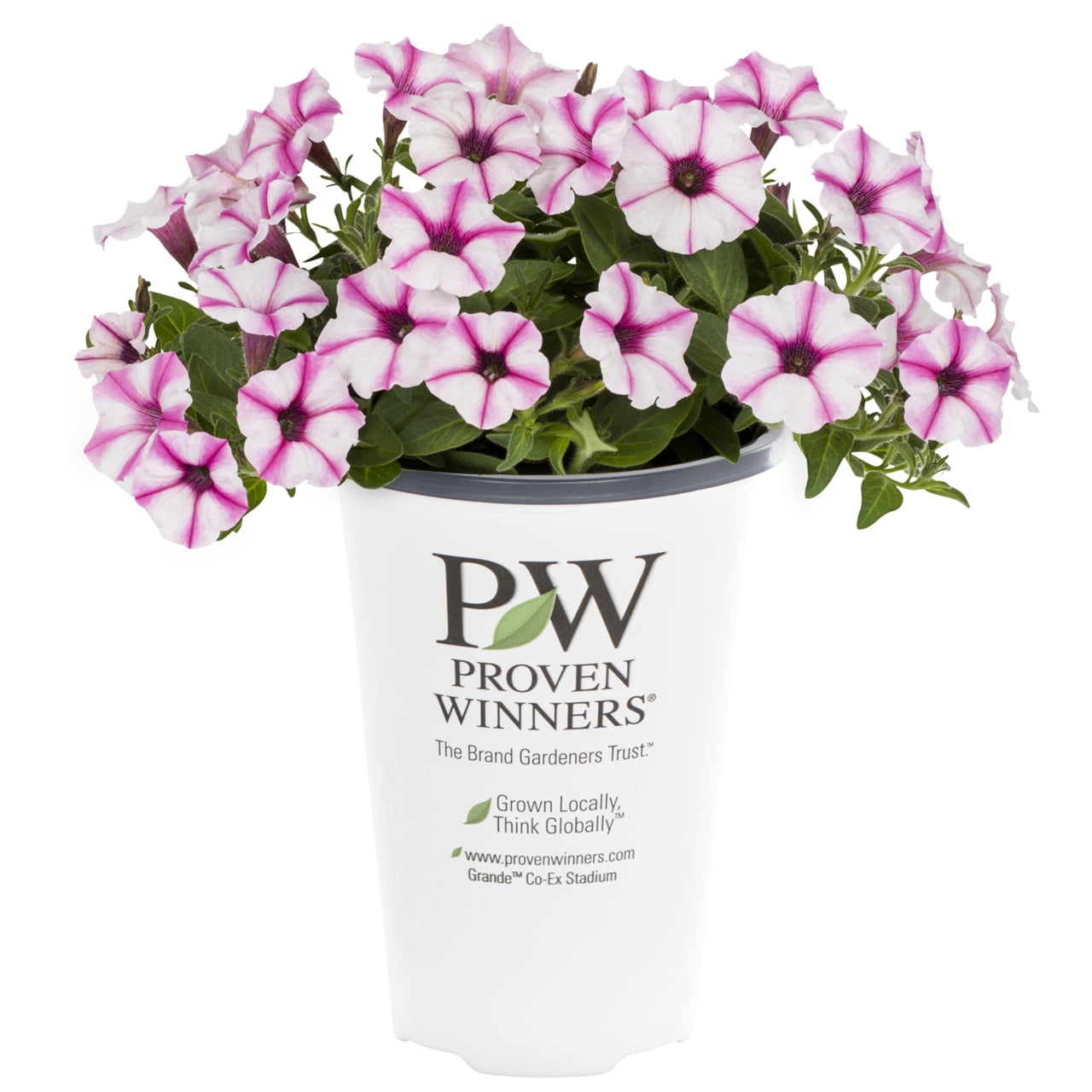 Proven Winners 1.5PT Multicolor Petunia Live Annual Plant Sun 5-Pack