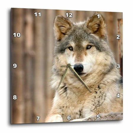 Folsom Zoo Christmas 3dRose Gray Wolf, Folsom City Zoo, California - US05 TAU0105 - Tananarive Aubert - Wall Clock, 10 by 10-inch ()