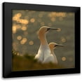 thumbnail image 1 of Kolbeck, Karen 15x15 Black Modern Framed Museum Art Print Titled - Gannets in sunset, 1 of 5