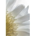thumbnail image 2 of Mahan, Kathy 11x14 Black Ornate Wood Framed with Double Matting Museum Art Print Titled - Chrysanthemum II, 2 of 4
