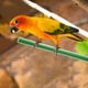 thumbnail image 5 of 10 piezas de soportes para pájaros, perchas de plástico para loros, accesorios para jaulas de pájaros, 5 of 8