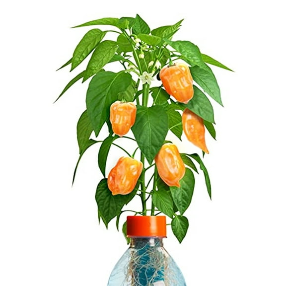 Petomato Petomato Habanero Plant Green Light Needed
