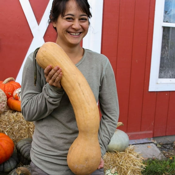 Sustainable Seed Company 15 Organic Tahitian Squash Plant Seeds, Non-GMO