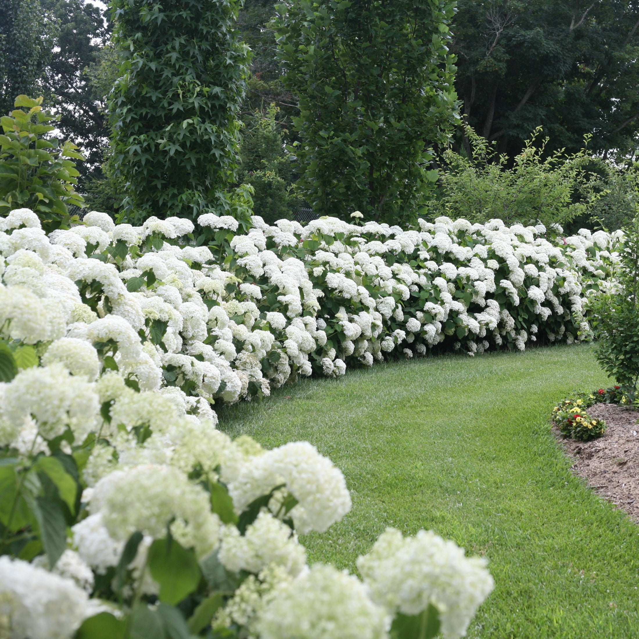 Proven Winners ColorChoice 5" White Incrediball Smooth Hydrangea Live Plant in 4.5" Pot (4 Count)