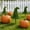 C, variant on Halloween Artificial Plants, Pumpkin-Shaped Faux Decorative Vegetation with Stakes for Garden, Yard, Patio & Outdoor Fall Harvest Halloween Decorations, Durable Plastic Pumpkin Garden Stakes