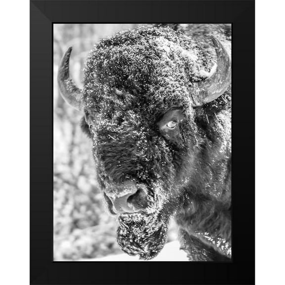 Phillip, Jamie 12x14 Black Modern Framed Museum Art Print Titled - Snow Bison 2
