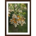 thumbnail image 2 of Art.com USA, California, San Luis Obispo County. Monarch butterflies in wintering cluster. Photographic Print by Jaynes Gallery, Brown Frame Wall Art, 32" x 44", 2 of 4