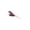 F Pink, variant on Cat Feather Wand Attachment Colorful Bird Teaser Interactive Cat Toys for Indoor Cats Kitten Play Replacement Head