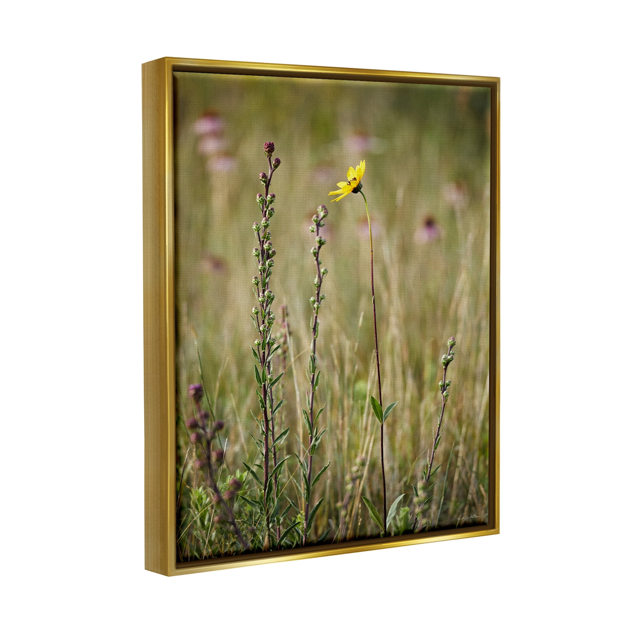 Stupell Industries Yellow Daisy Sprout Botanical & Floral Photography Gold Floater Framed Canvas Art Print Wall Art, 25 x 31