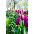 thumbnail image 5 of TomorrowSeeds - Purple Triumph Dutch Tulip Bulbs - 25 Bulbs - For 2025 Planting Dutch Grown Tulips, 5 of 9