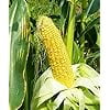 thumbnail image 4 of Incredible RM Sweet Yellow Corn, 75+ Heirloom Seeds, Sweet Incredible Flavor! Fantastic Addition to Your Home Garden! 90% Germination Rates, Non GMO Seeds, 4 of 7