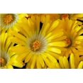 thumbnail image 3 of 100 Gelato YELLOW ICE PLANT Mesembryanthemum Daisy Livingstone Succulent Flower Seeds, 3 of 4