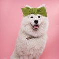 thumbnail image 4 of AURARMLET 2Ud Diademas Para Perros Decorativos Para Eventos Y Uso Casual, 4 of 6