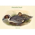 thumbnail image 1 of Dafila Acuta - Pintailed Duck-Fine Art Canvas Print (20" x 30"), 1 of 1
