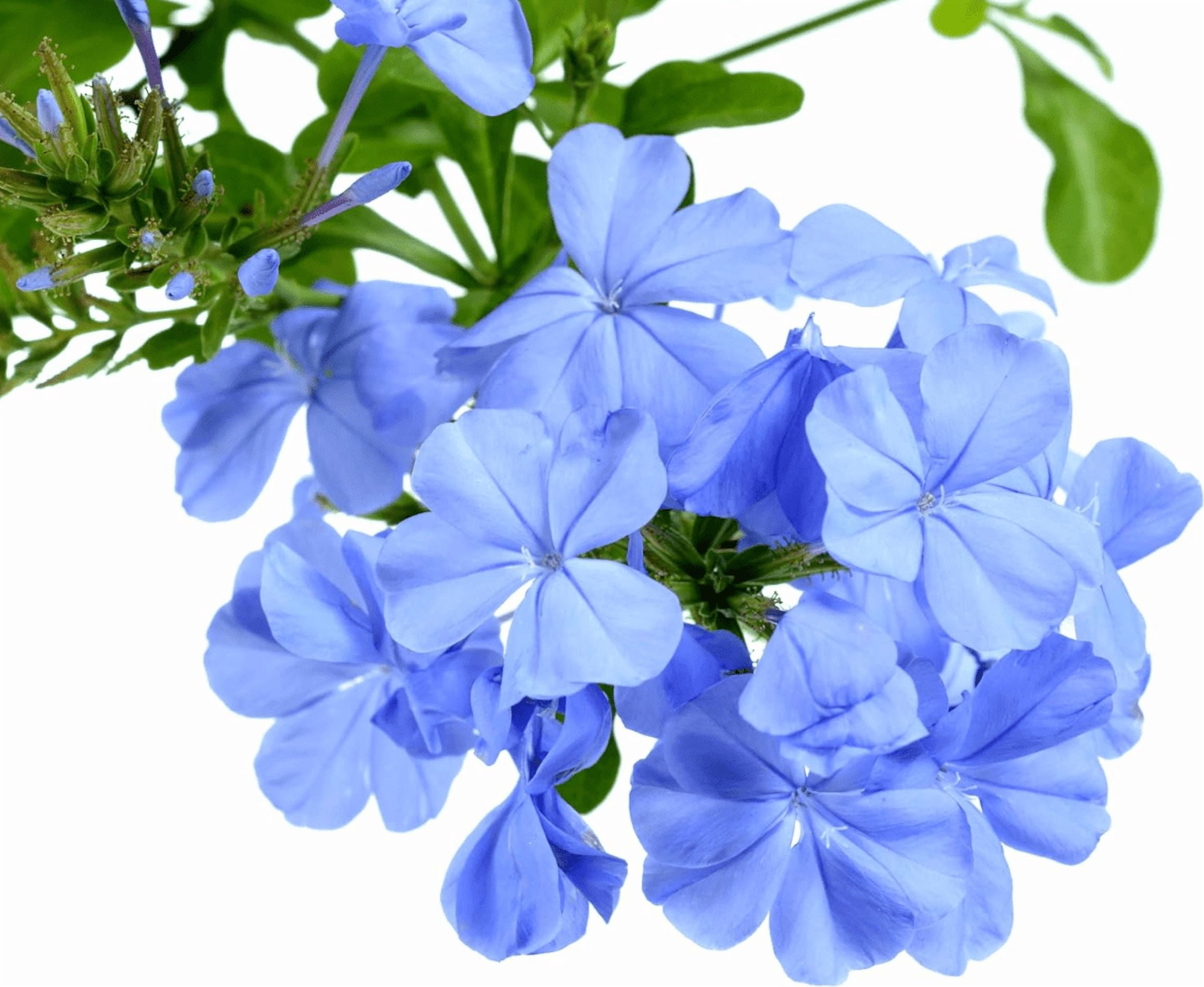 Pack of 2 Imperial Blue Plumbago Auriculata Live Starter Plants, Plumbago Auriculata, Cape Leadwort, Long-Blooming Sky-Blue Flowers, 4 to 6 Inch Tall, No Ship Pot