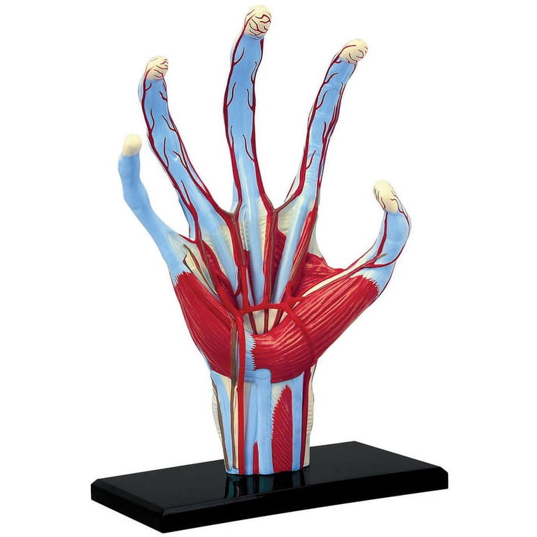 4D Human Hand Anatomy Model - Walmart.com