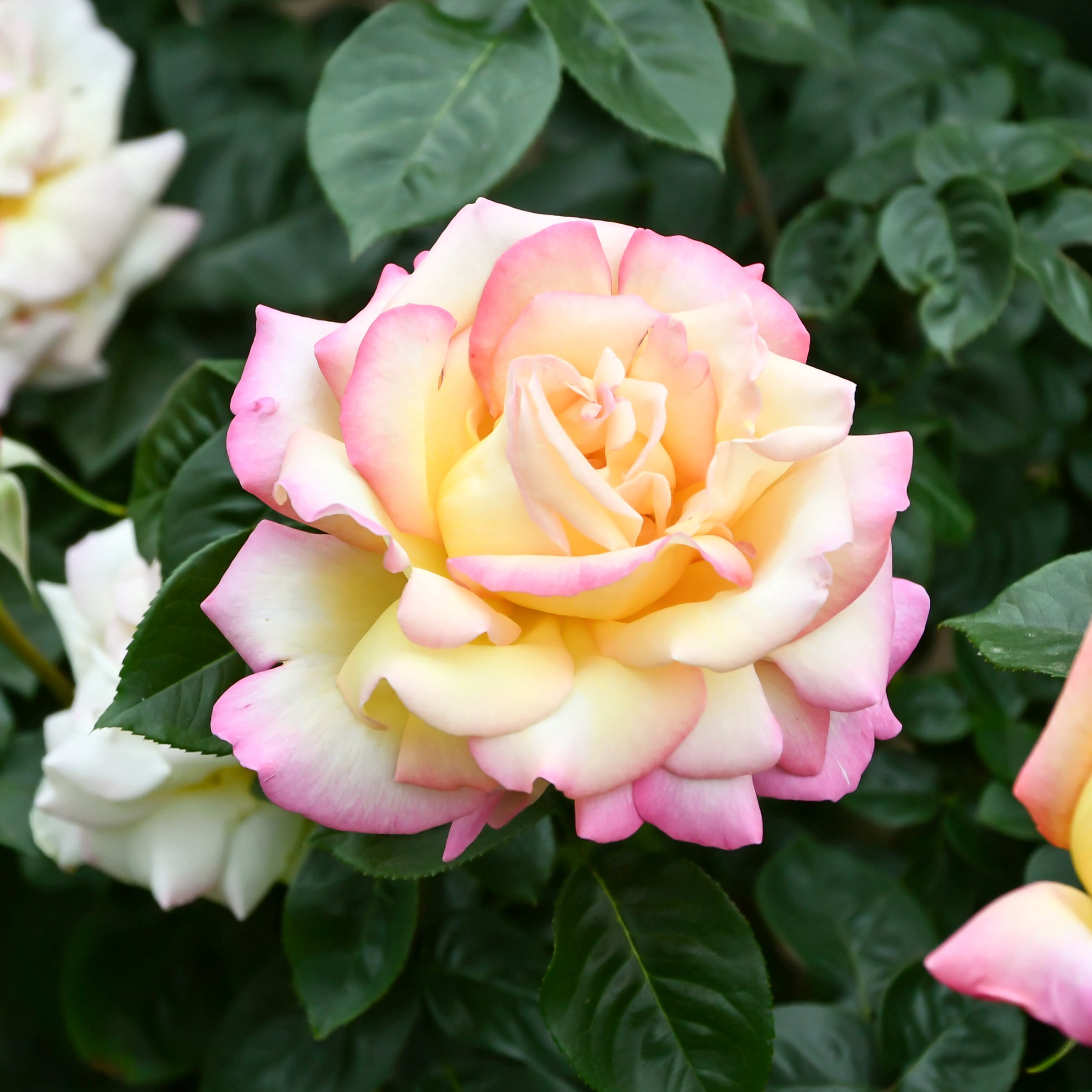 National Plant Network Bare Root Peace Rose