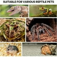 thumbnail image 5 of Acrylic Jumping Spider Habitat & Insect Terrarium - Enclosures for Praying Mantises, Frogs & Small Bugs, 5 of 6