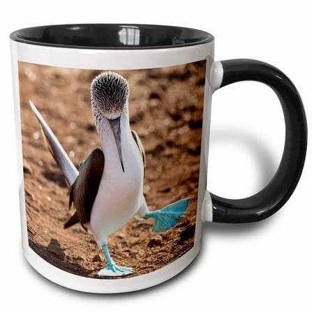 

3dRose Ecuador Galapagos North Seymour Island. Blue-footed booby displaying - Two Tone Black Mug 11-ounce