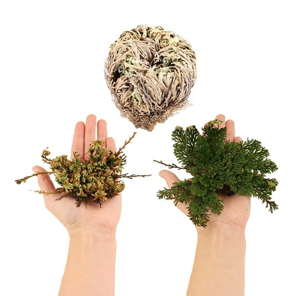 Rose of Jericho Flower Selaginella Lepidophylla Resurrection Plant Flor de Jericho