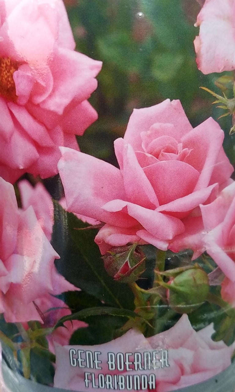 Assorted Rose Bush