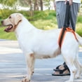 thumbnail image 4 of Necvior Portable Adjustable Dog Harness Bracket Auxiliary Belt for Pets Rear Leg Surgery, 4 of 11