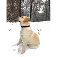 thumbnail image 4 of Regal Dog Products Waterproof Collar with Double Buckle and D Ring, 4 of 8